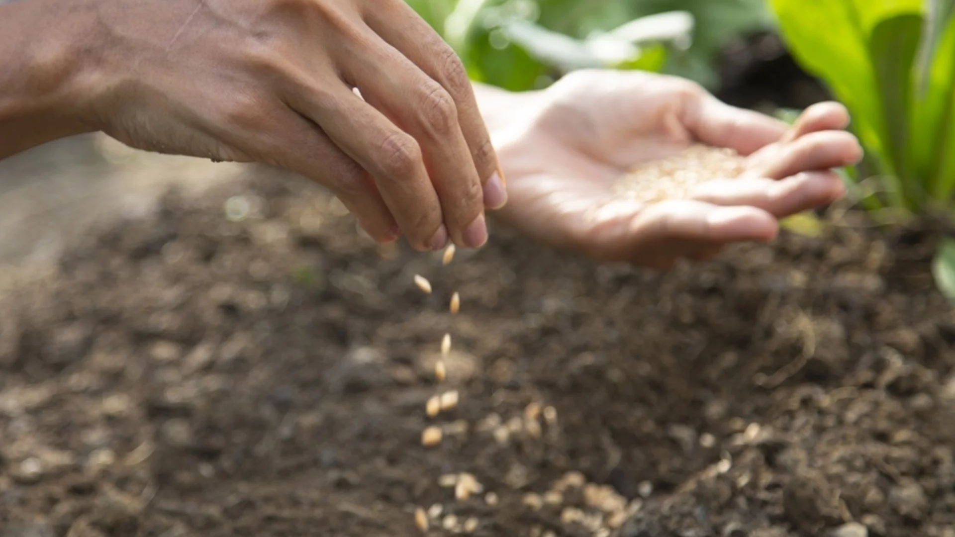 Градинска работа през март: Какво да засадим в градина през март?