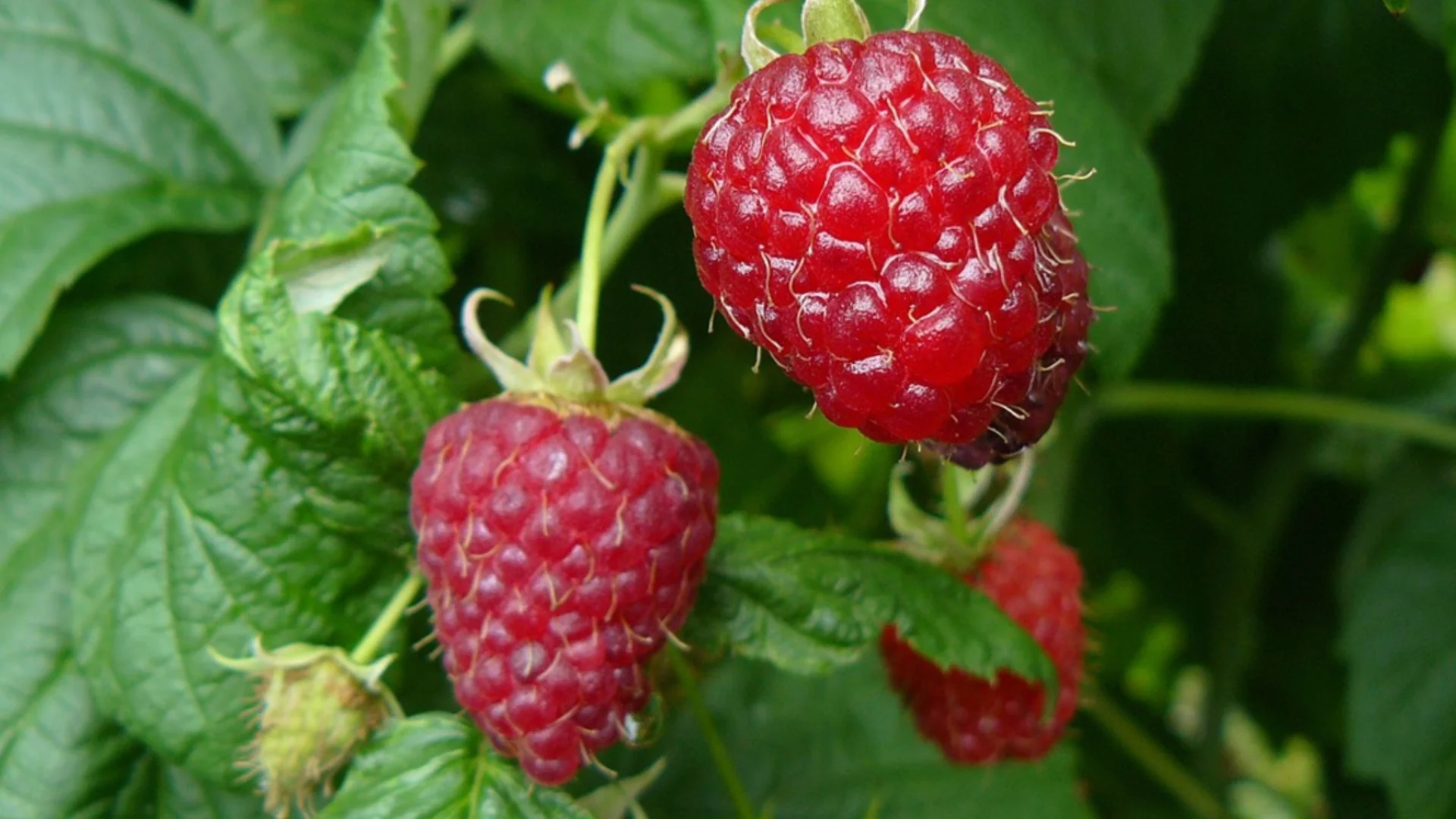 Бързорастящи градински плодове, които виреят в саксии и контейнери