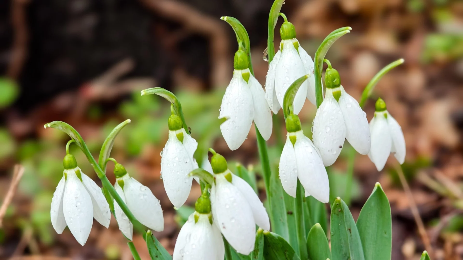 С какво време посрещаме пролетта: Прогнозата на Николай Василковски