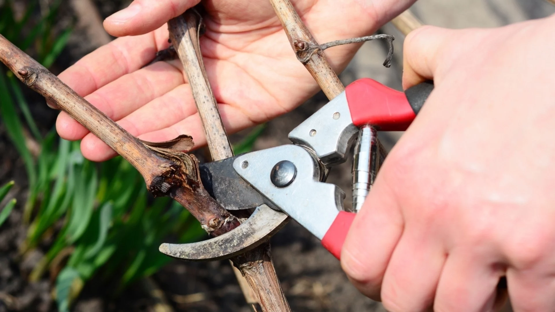 Какво трябва да подрежете в градината през март?
