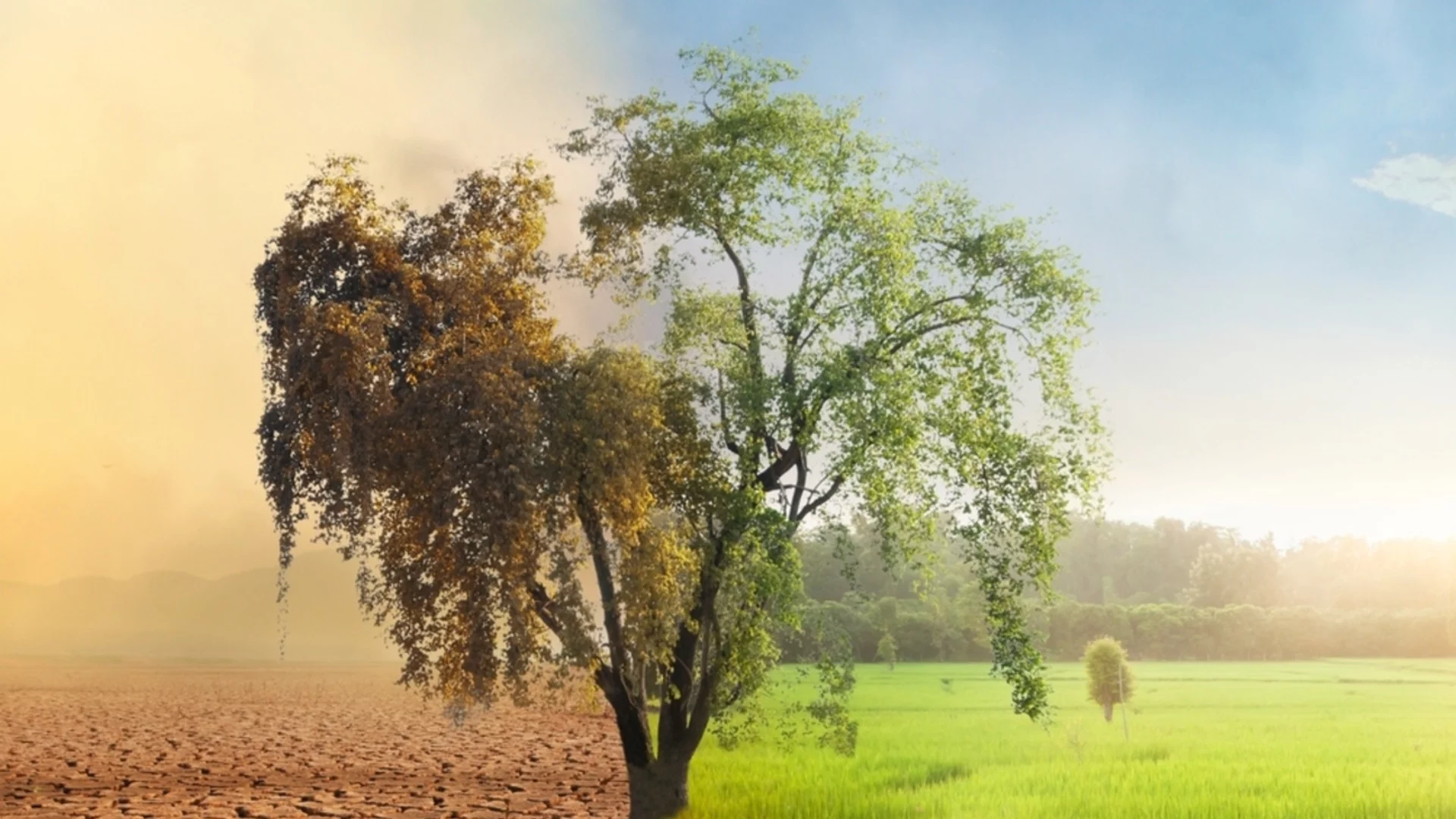 Растителността на Земята мигрира, какви ще са последствията?