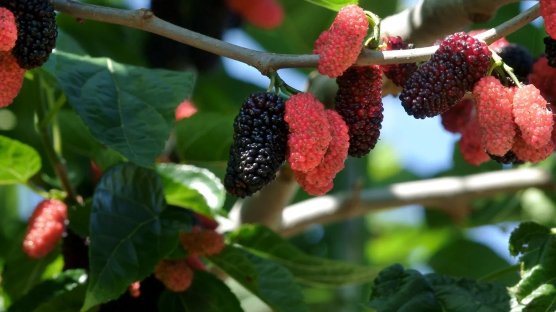 Дървета, които никога НЕ трябва да засаждате в двора си