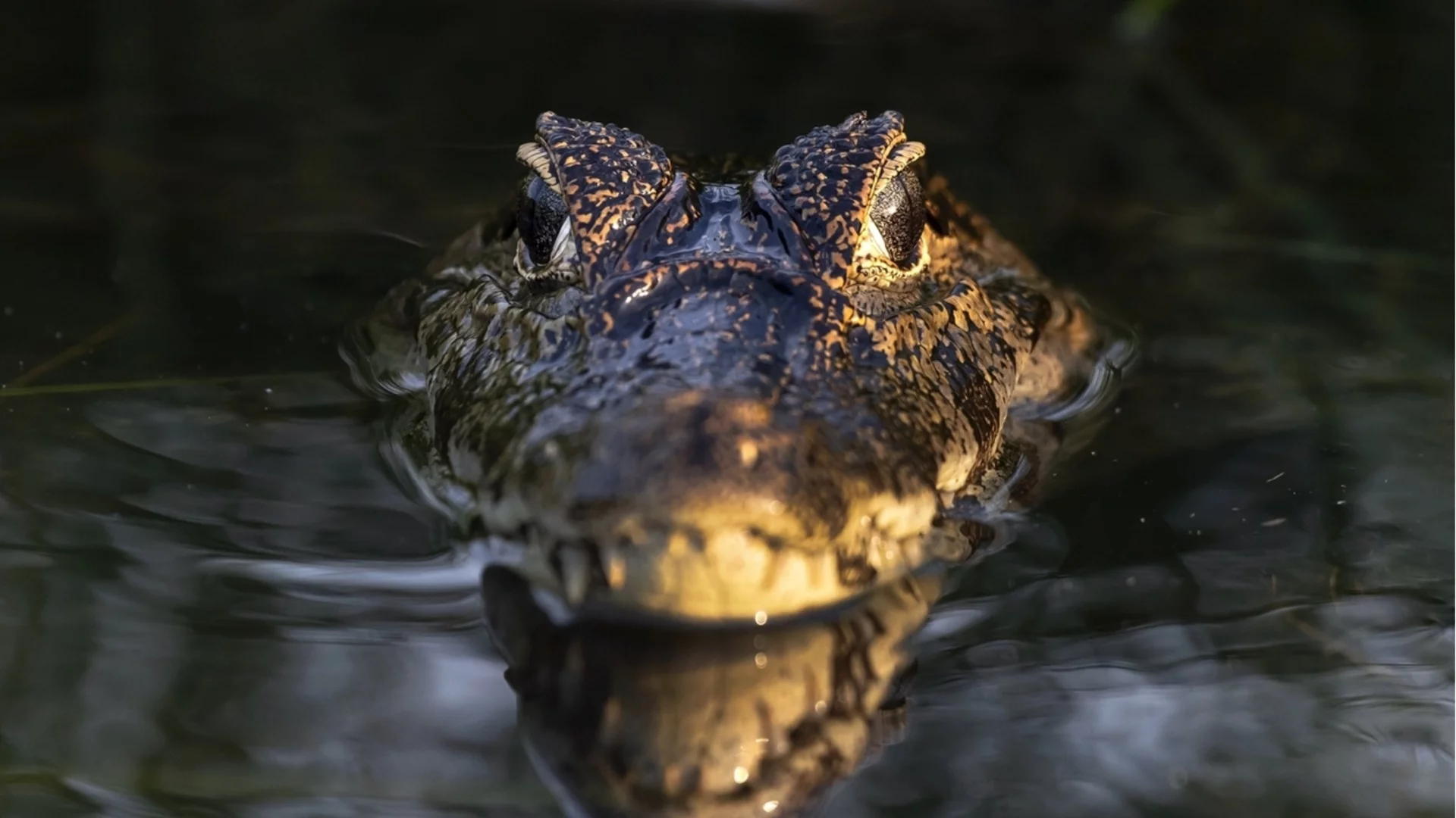 Учени предупреждават: Застрашени сме от нашествие на едри животни