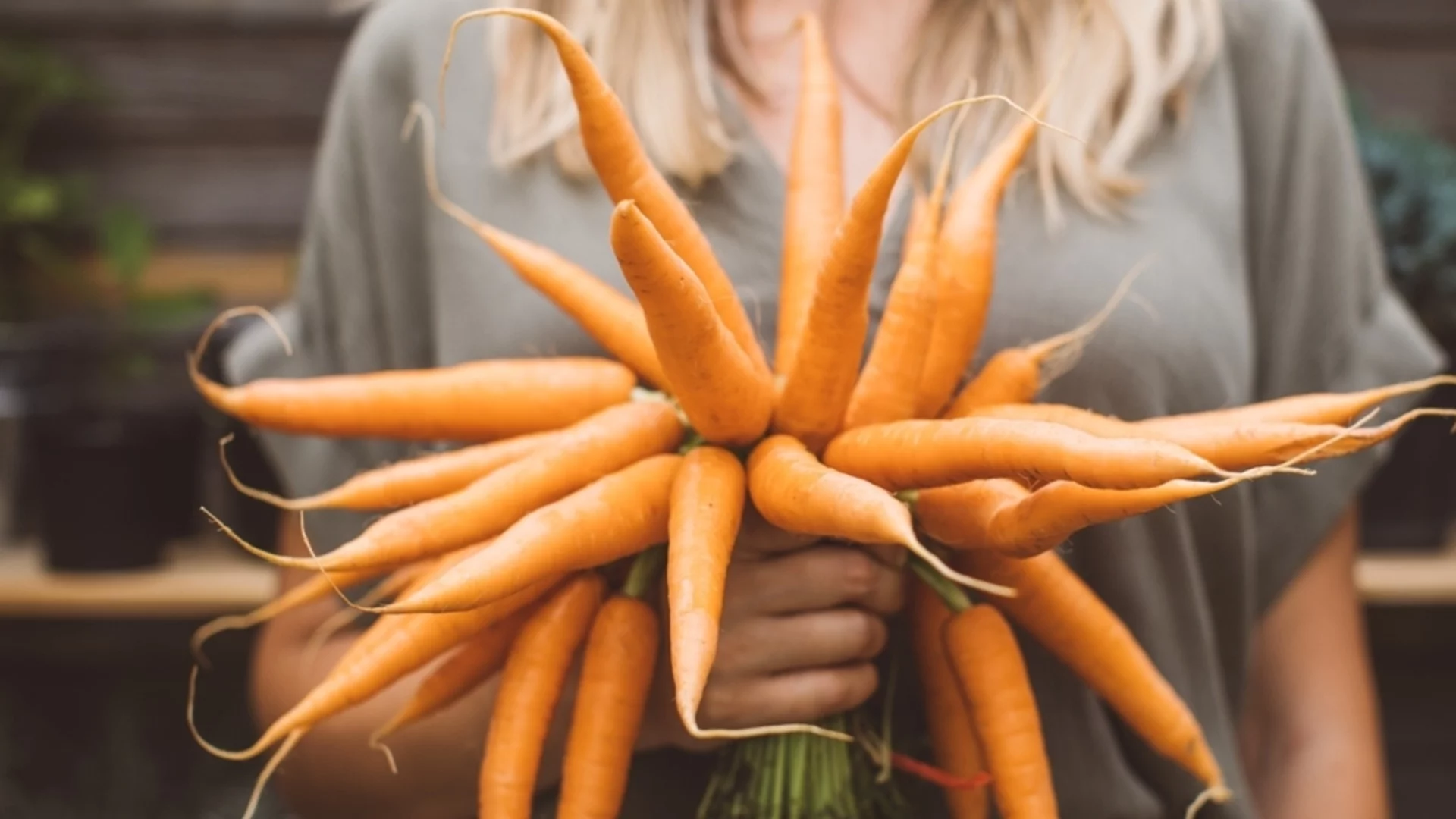 Как да отглеждате моркови от семена за богата реколта