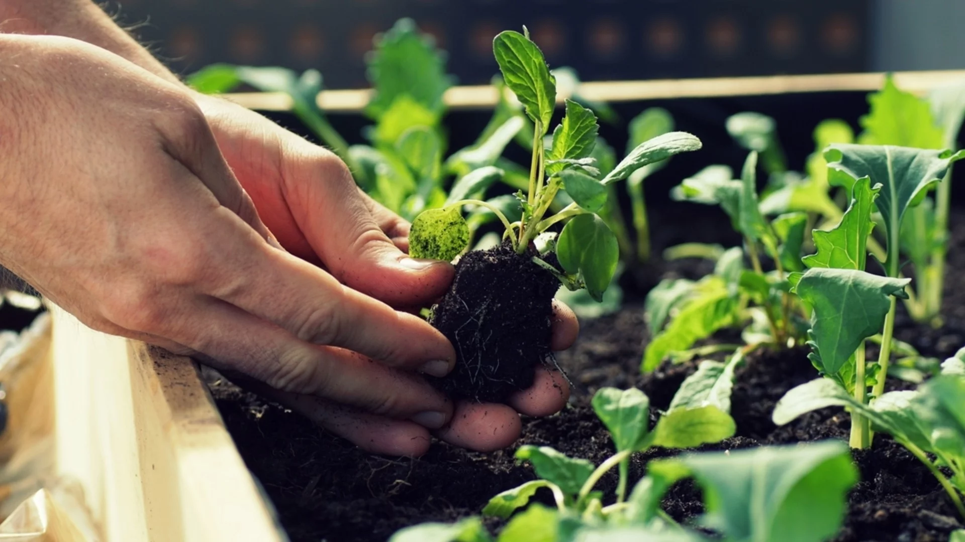 Репички в ранна пролет: как да осигурим бърза реколта