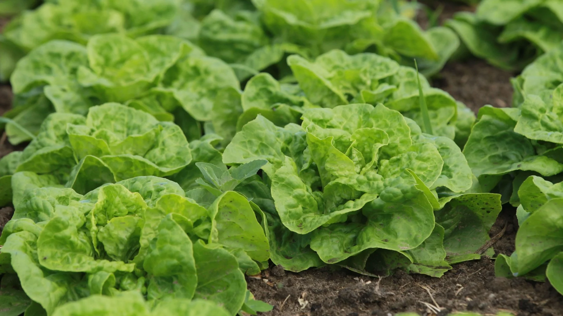 Как да засеем маруля и салати при първото затопляне