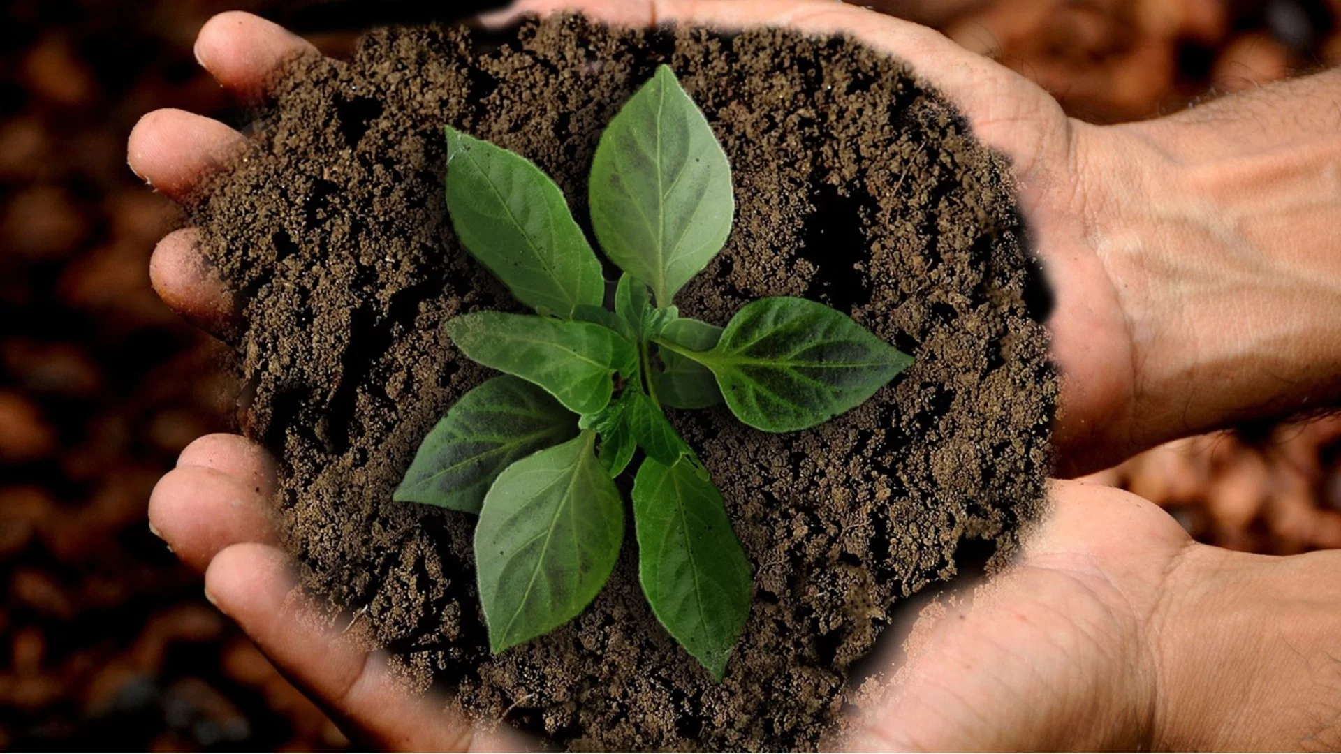 Пикиране на разсад: кога и как се прави правилно