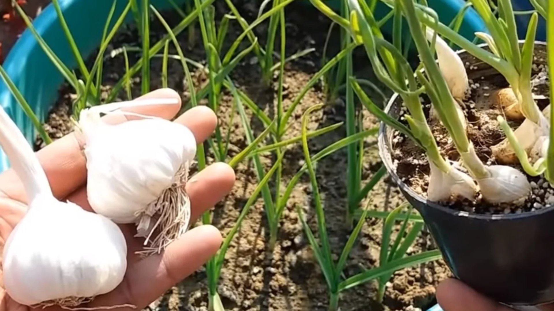 Първо торене на чесън след зимата: Какво да използваме, за да имаме здрави луковици?