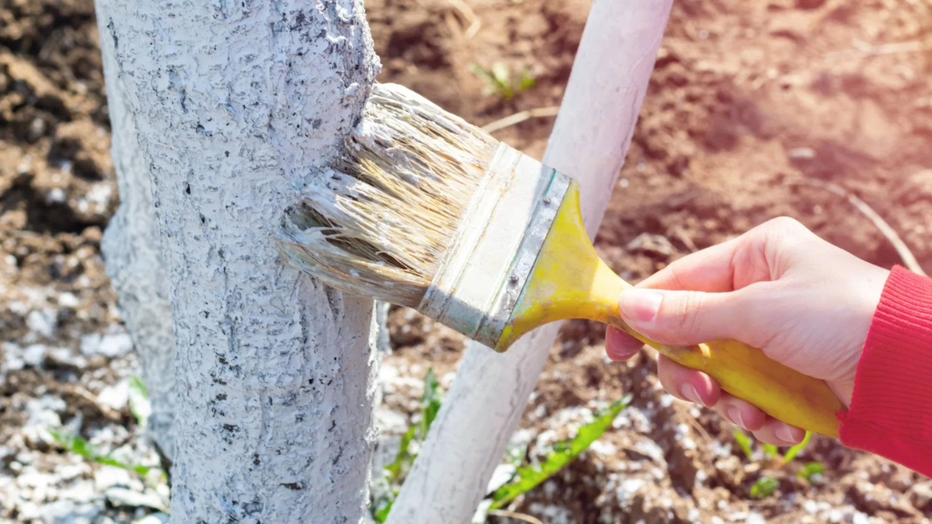 Варосване през пролетта: За кои дръвчета е пагубно?