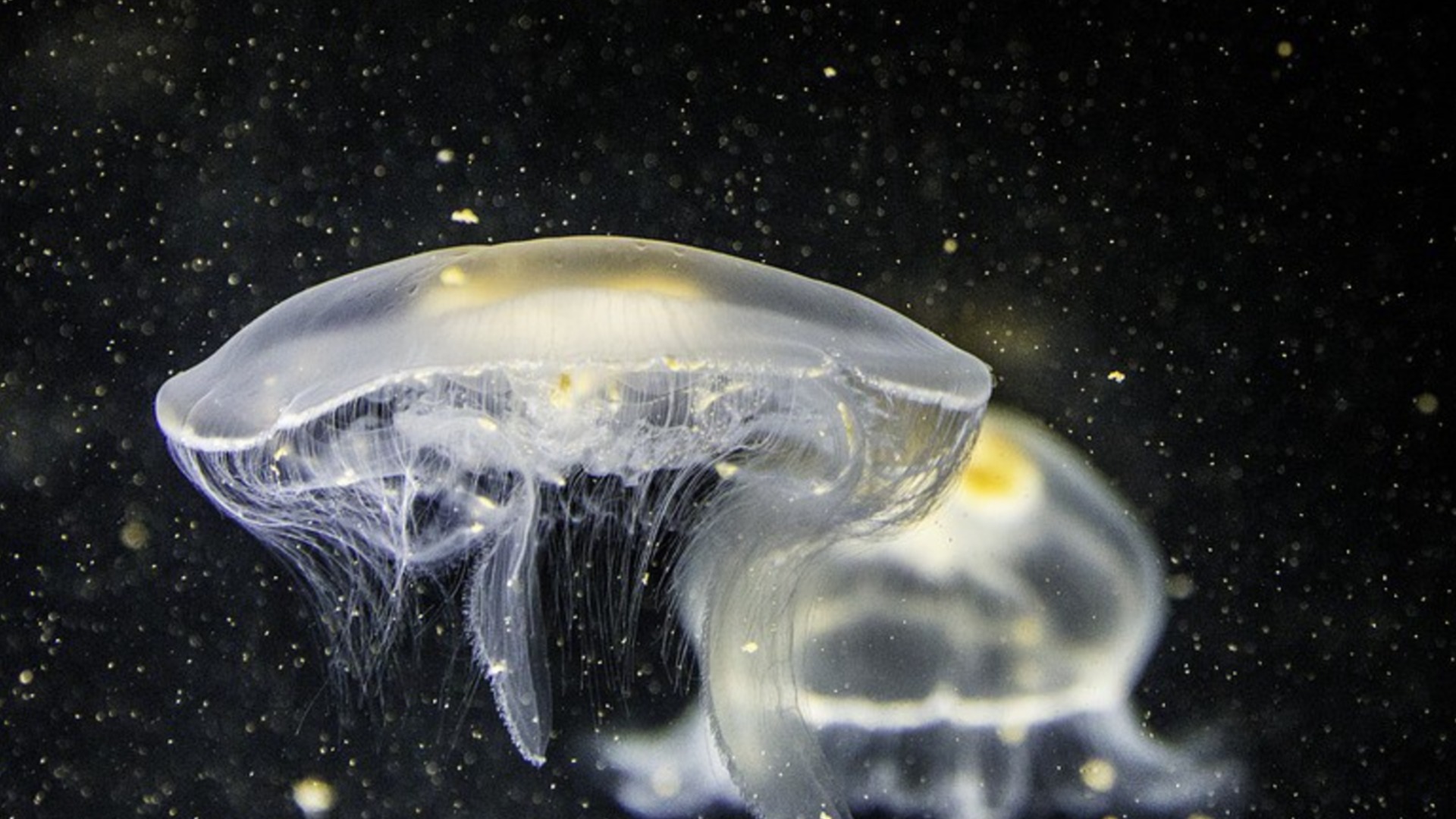 НАСА изпрати 2500 медузи в Космоса и се случи нещо изненадващо