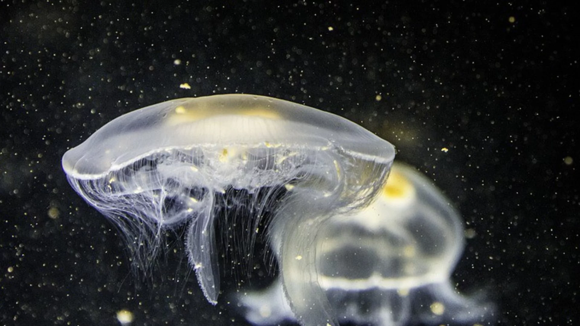 НАСА изпрати 2500 медузи в Космоса и се случи нещо изненадващо