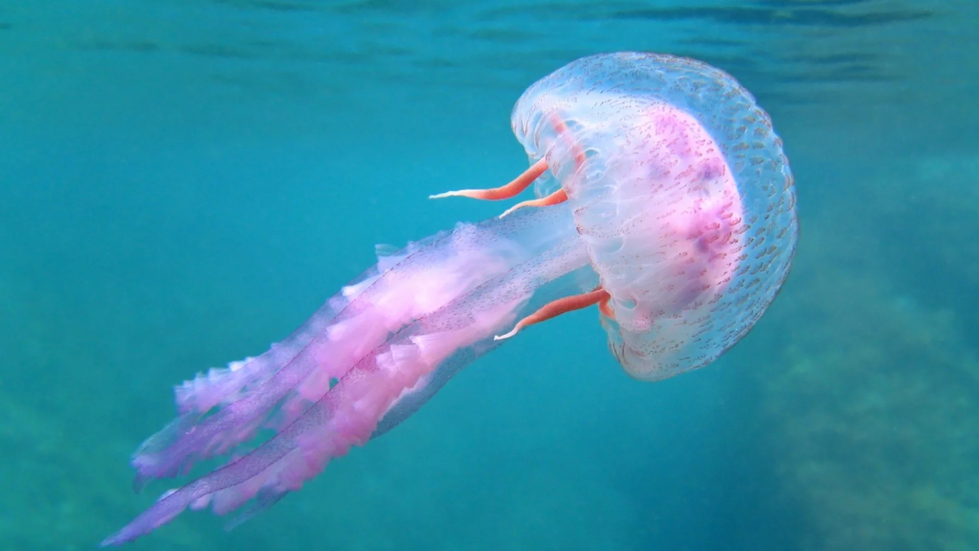 НАСА изпрати 2,5 хил. медузи в Космоса, върнаха се много повече, но нещо се обърка