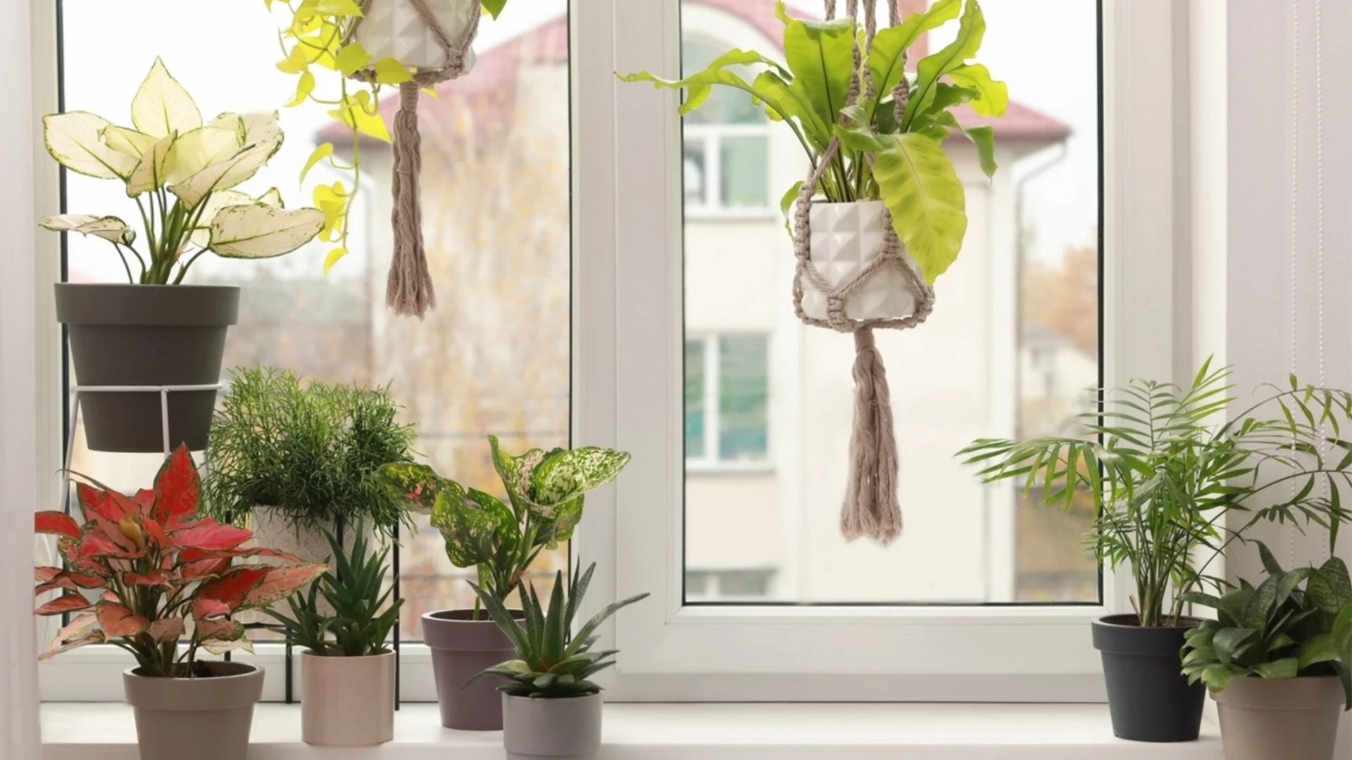 Как да разберете кога да преместите стайни растения и кога не