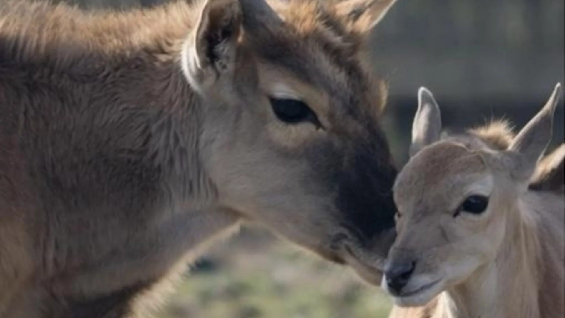 Бейби бум в наш зоопарк (СНИМКИ)