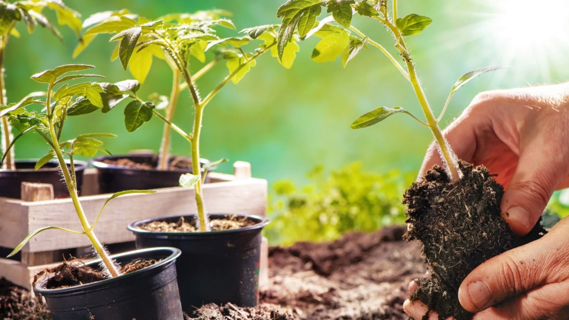 Зеленчуци, които трябва да започнете да отглеждате в контейнери този март