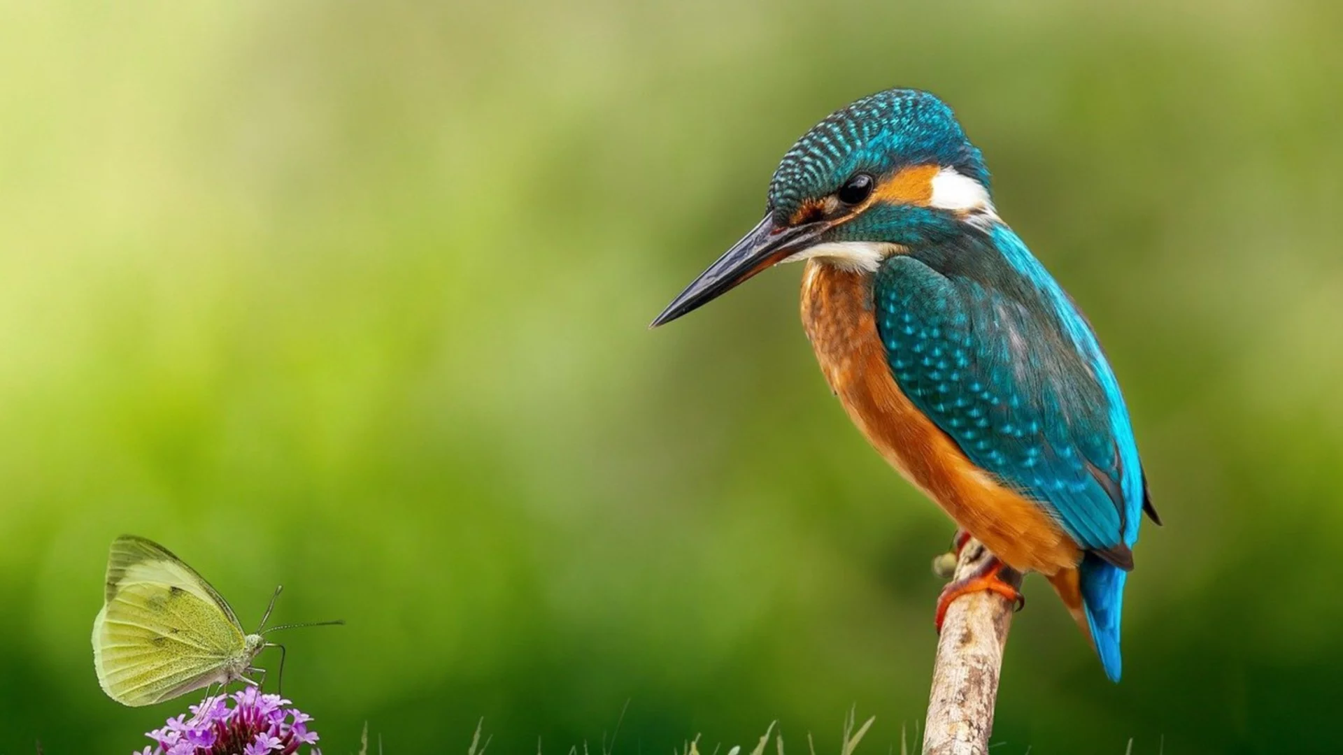 Пролетта ще кацне на рамото на 4 зодии – носи им много късмет