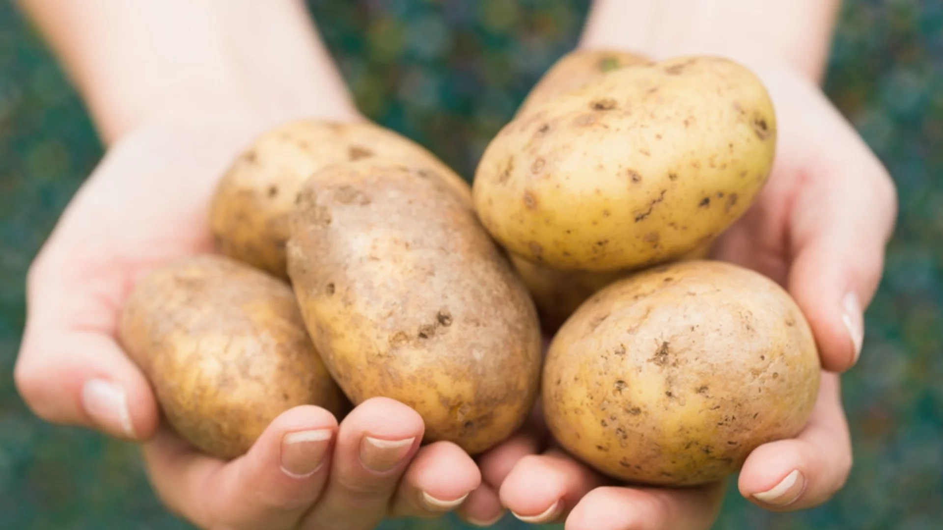 Кои са най-добрите дни през март 2026 за засаждане на картофи - ще съберете 3 пъти по-богата реколта