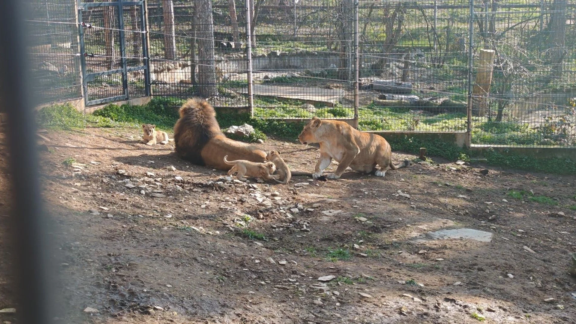 Какви са имената на трите лъвчета бебета в Стара Загора