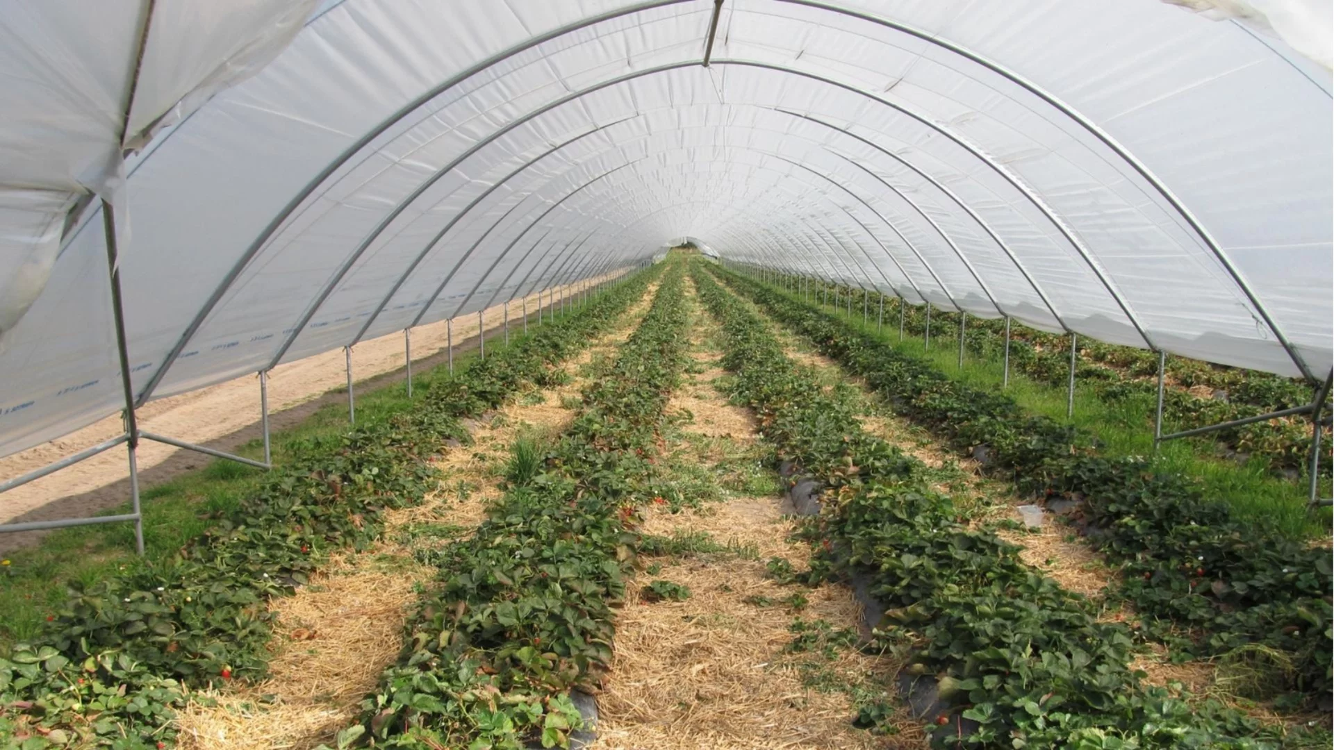 Какви са разликите в отглеждането на зеленчуци в оранжерия и на открито