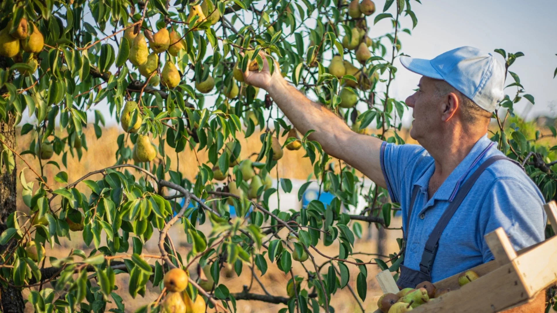 Как и кога да подрежете крушата, така че да има богата реколта