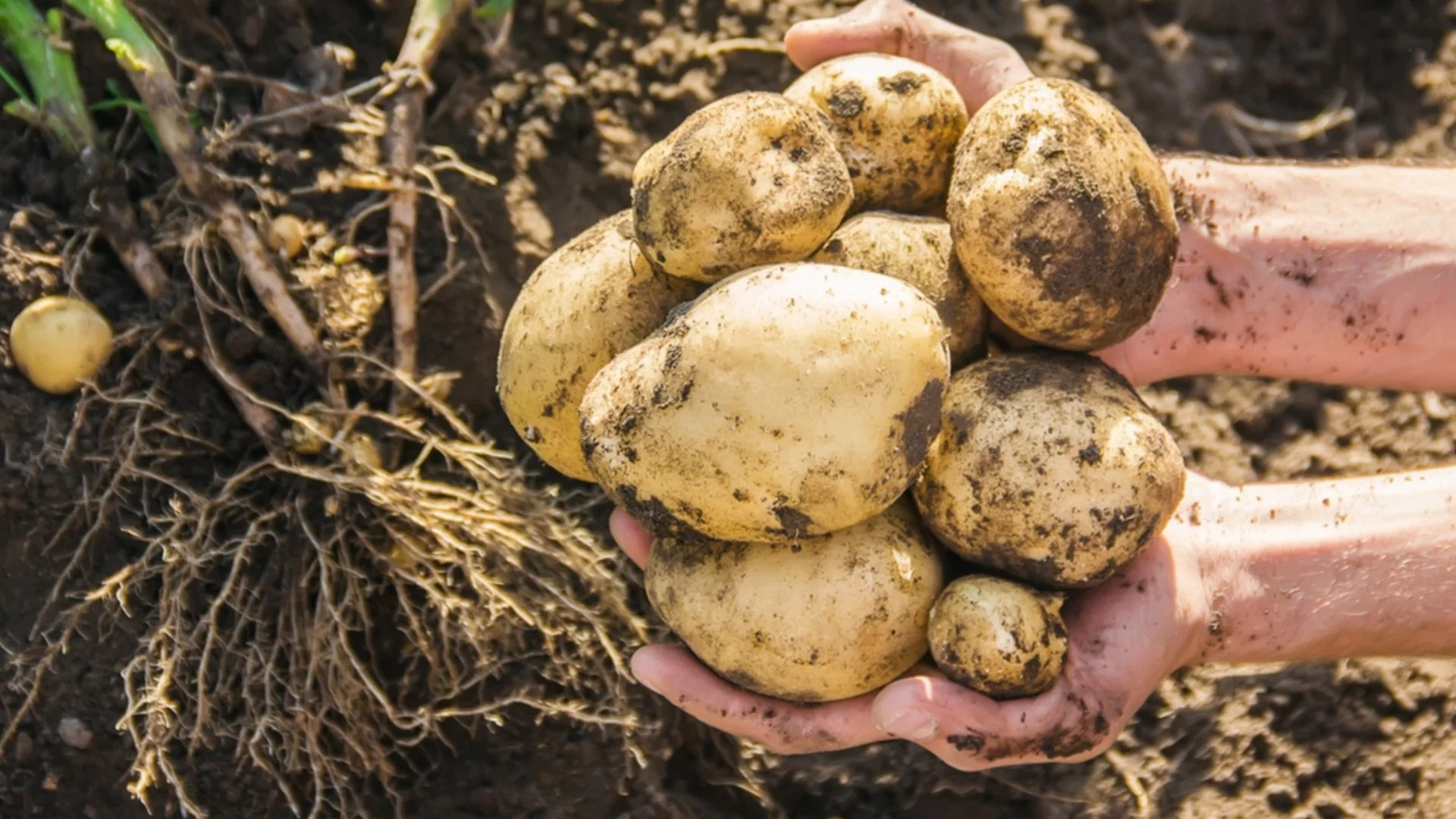 Тайната на опитните градинари - те винаги правят това с картофите преди засаждане