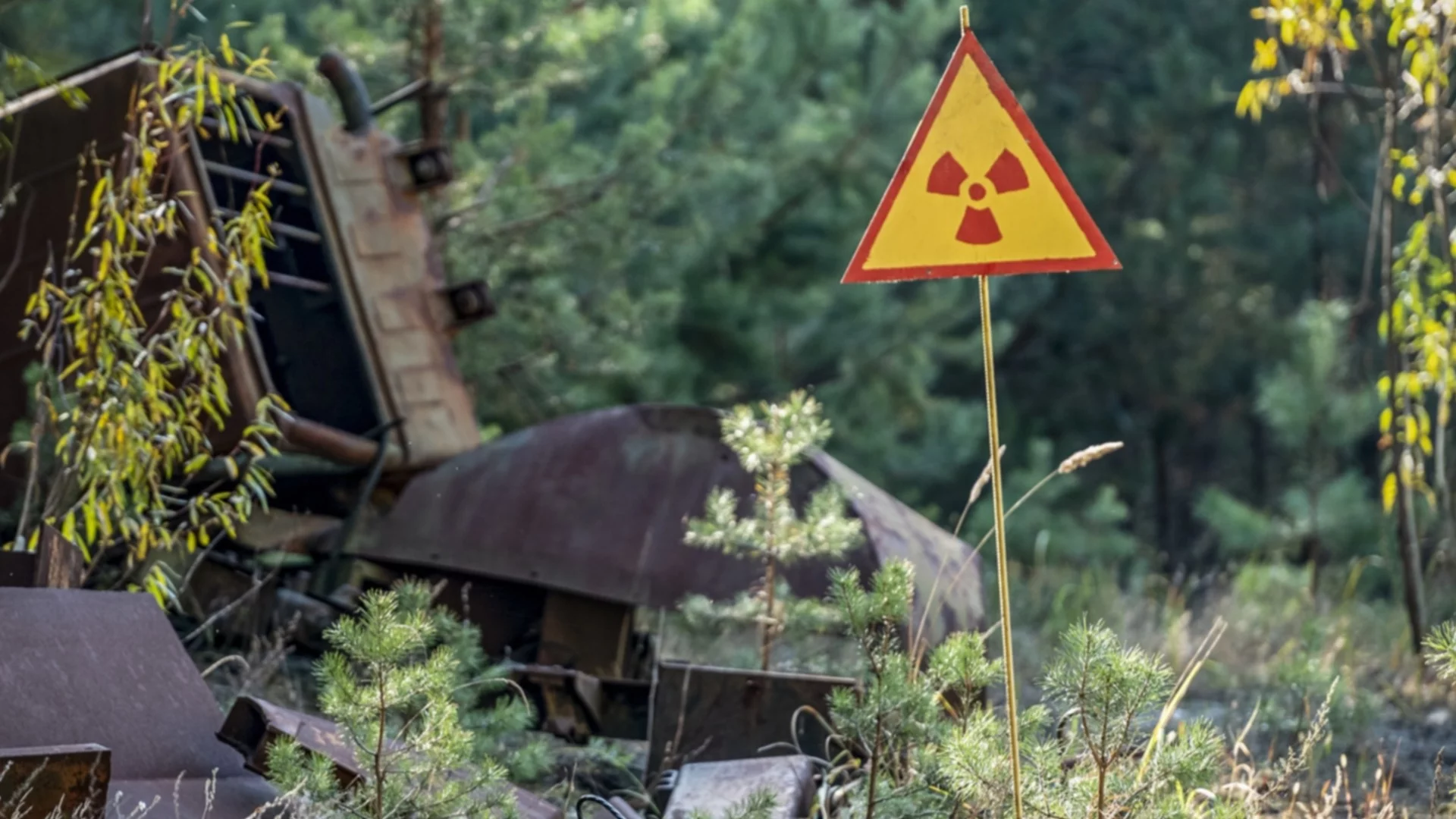 Учени: Гъба от Чернобил може да спаси хора в Космоса