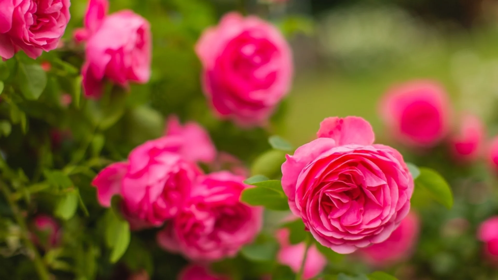 Кога да засаждате рози за буйни цъфтежи в градината