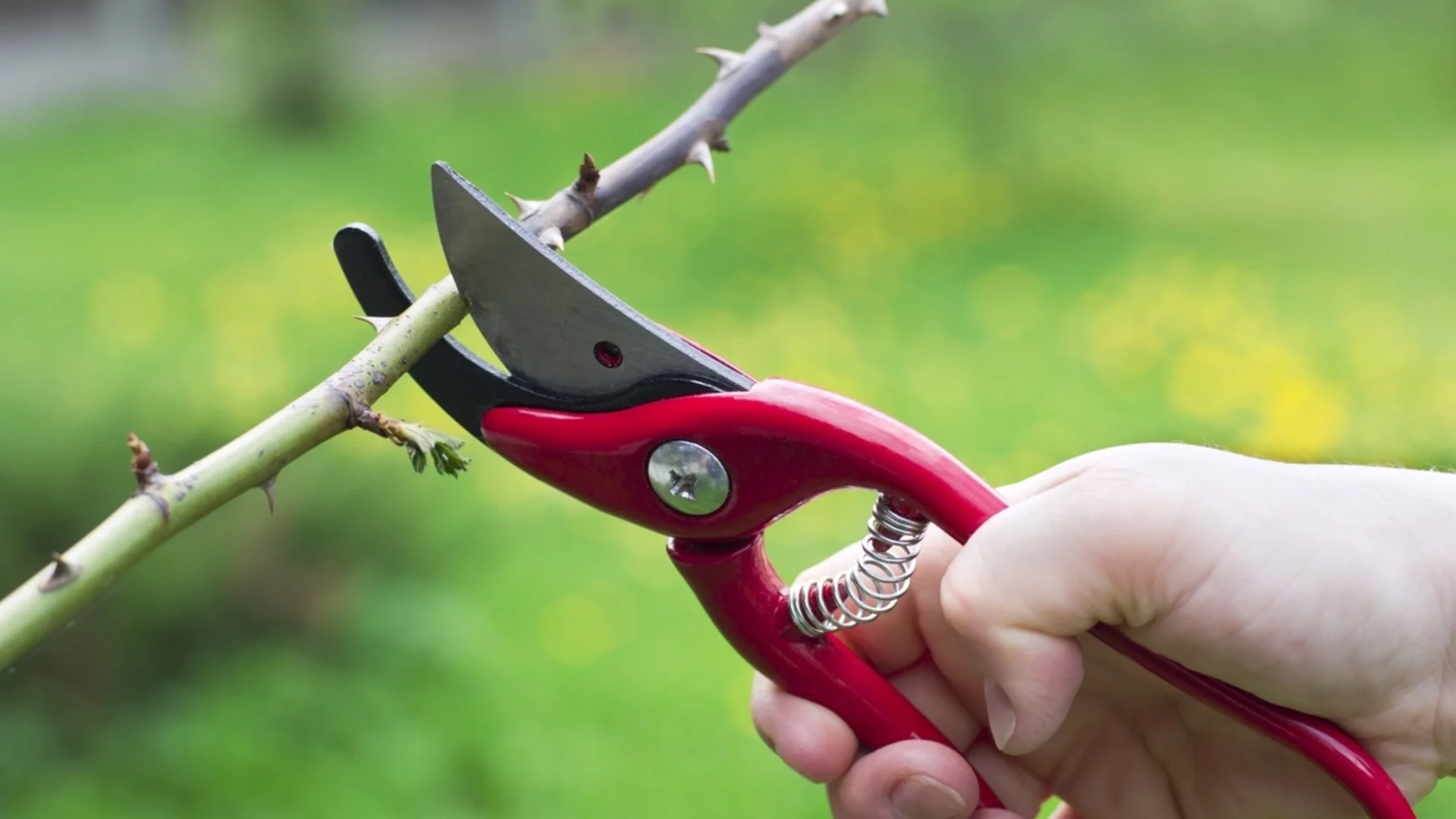 Удвоете цъфтежа си това лято с тези 4 лесни трика за резитба през март