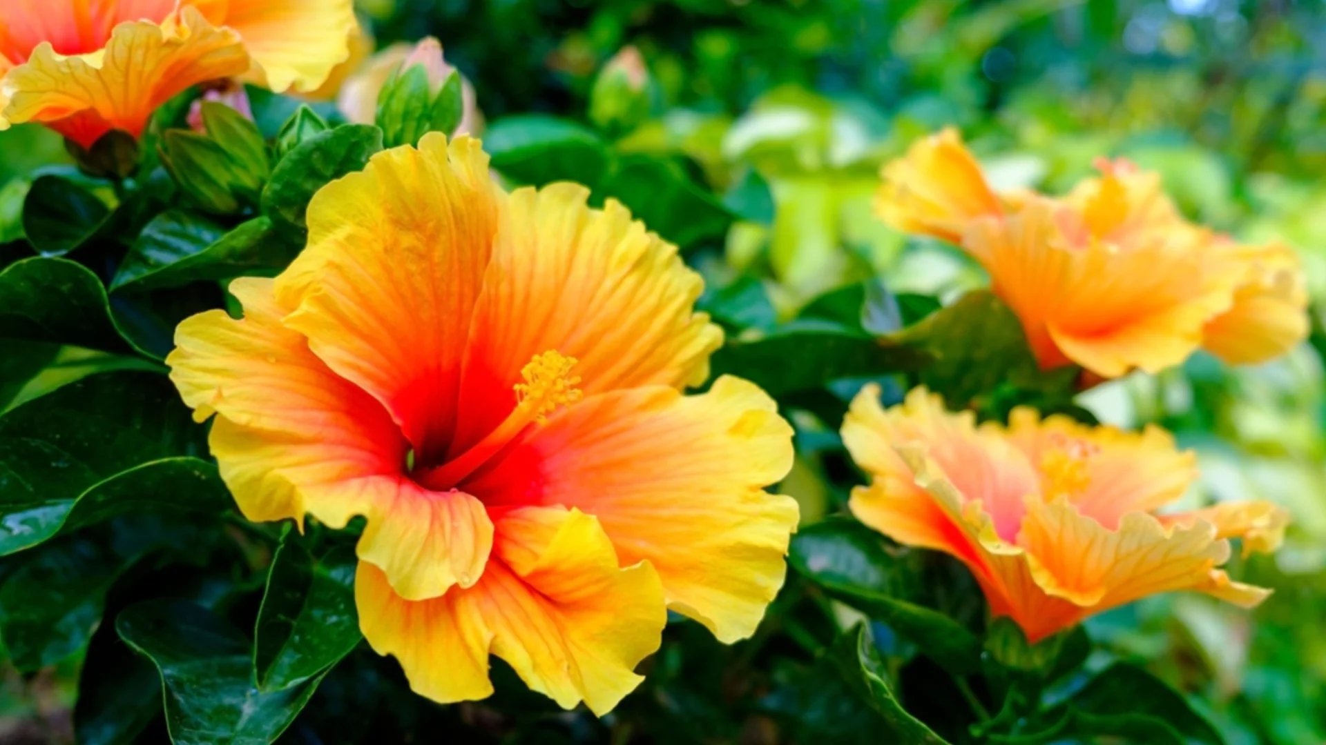 Градинският хибискус ще цъфти непрекъснато през цялото лято, ако започнете да торите през март