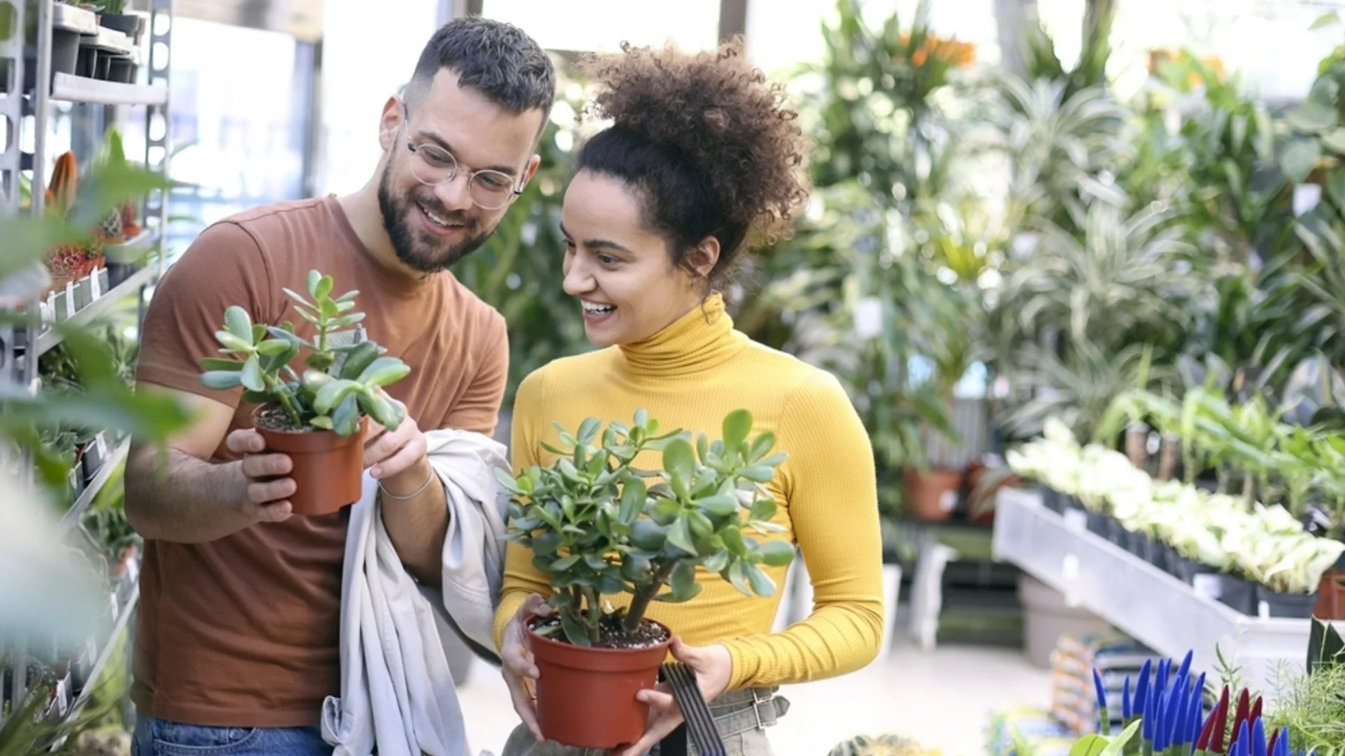Как да активирате паричното растение със сребърна вода