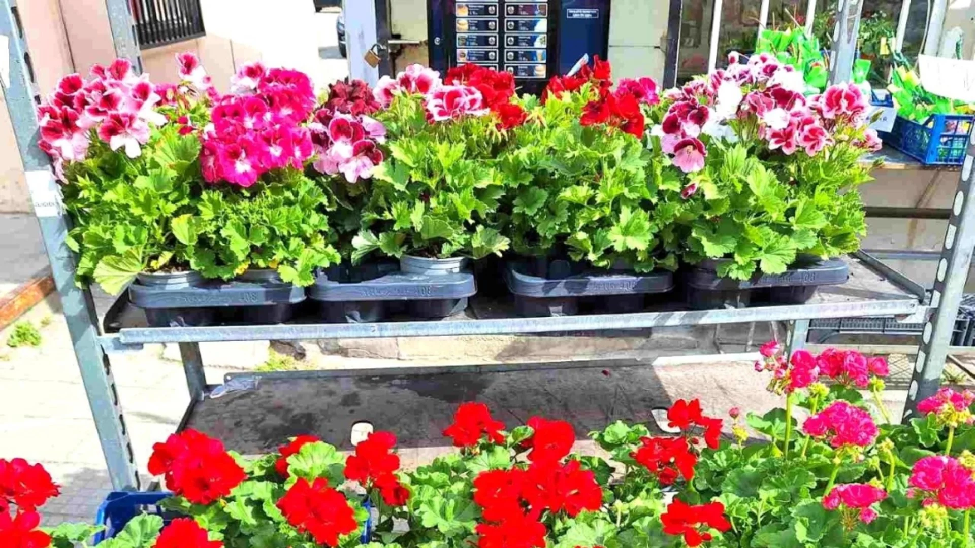 Асеновград отново ще е домакин на изложението „Цветна пролет“