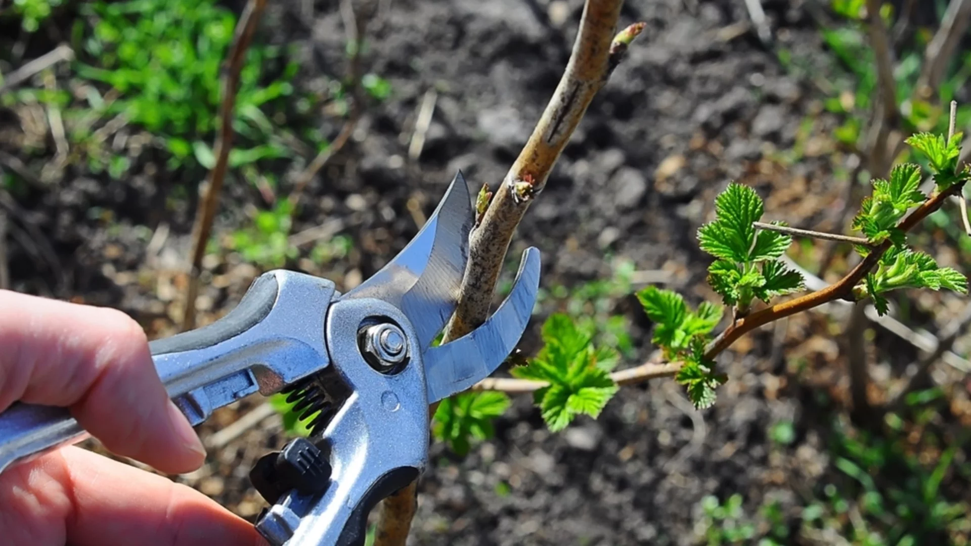 Резитба на овошките през пролетта: Кога и как се прави