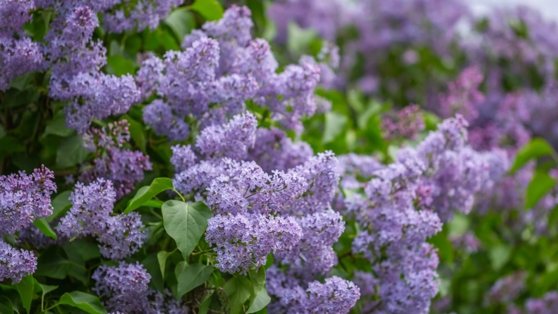 5 растения, които никога не бива да режете през март, според градинар