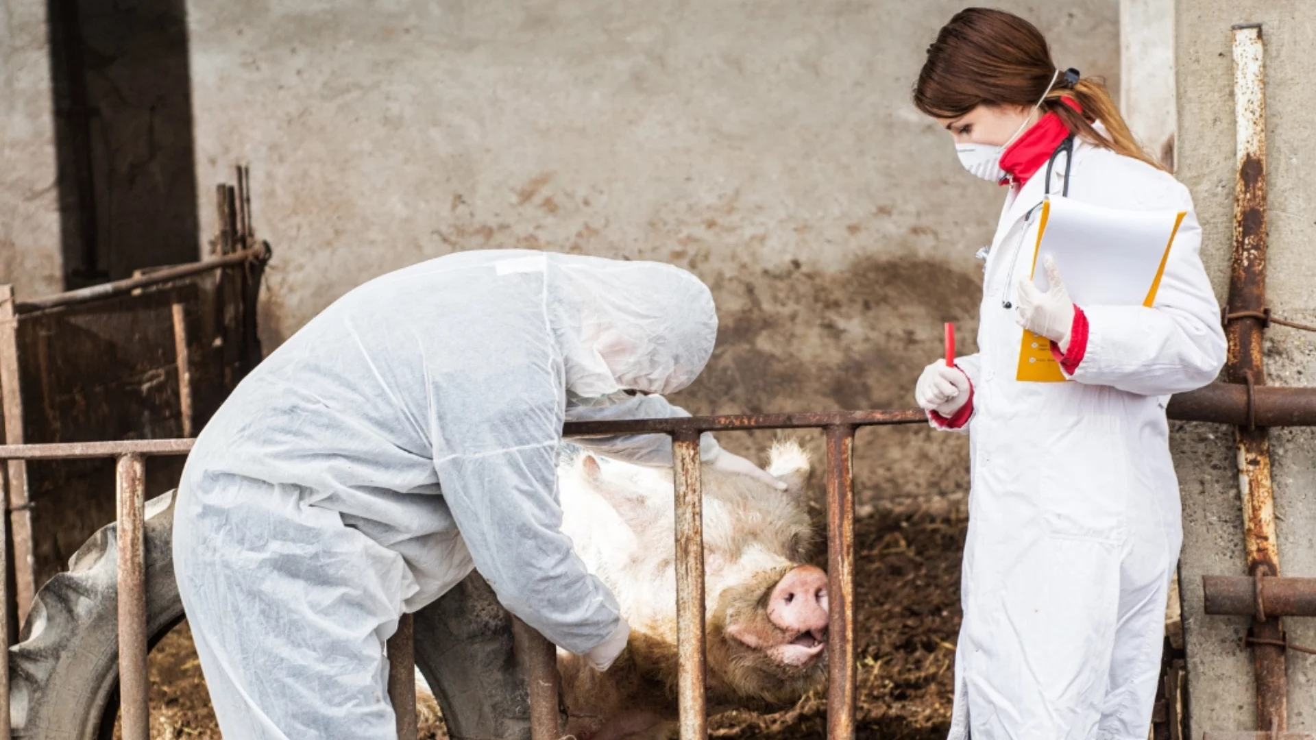 Ще плъзнат птичи грип и африканска: Сигнал за криза заради екарисажите