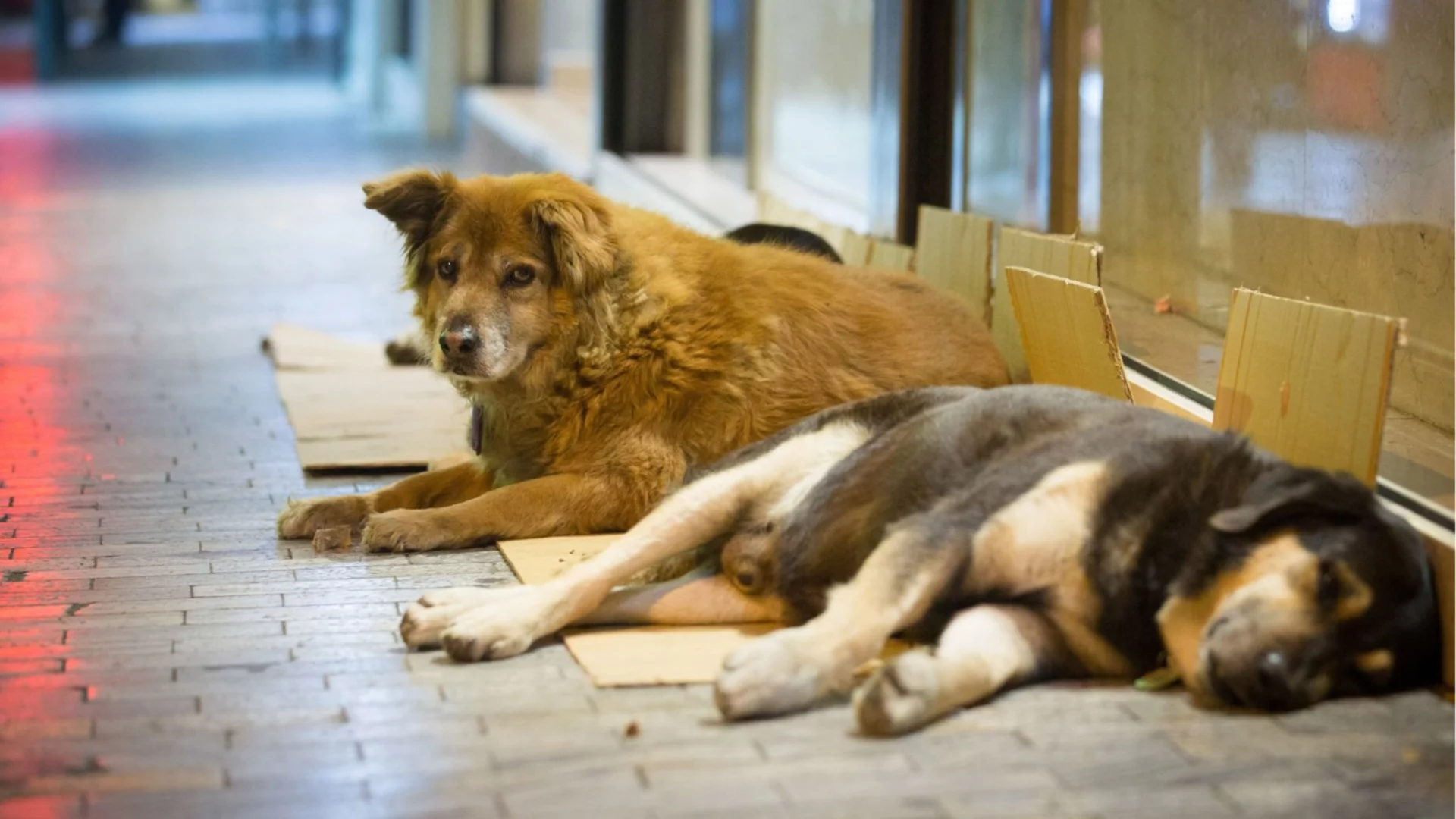 Неочакваните жертви на войната: Хиляди домашни любимци са изоставени в ОАЕ