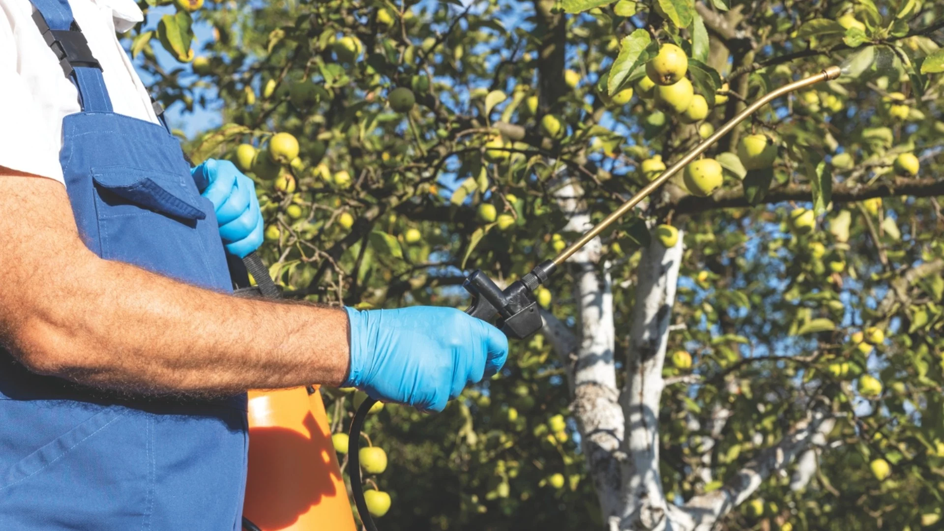 Има отличителна миризма, но действа безотказно: Натурално средство изтребва вредителите по овошките