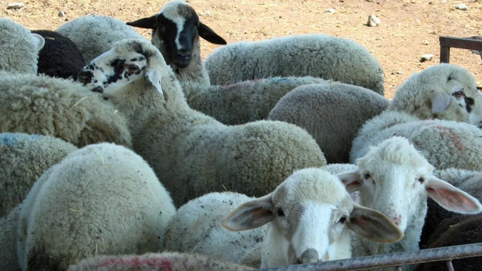 20 000 български агнета по-малко: Ще посрещнем Великден и Гергьовден с чуждо агнешко