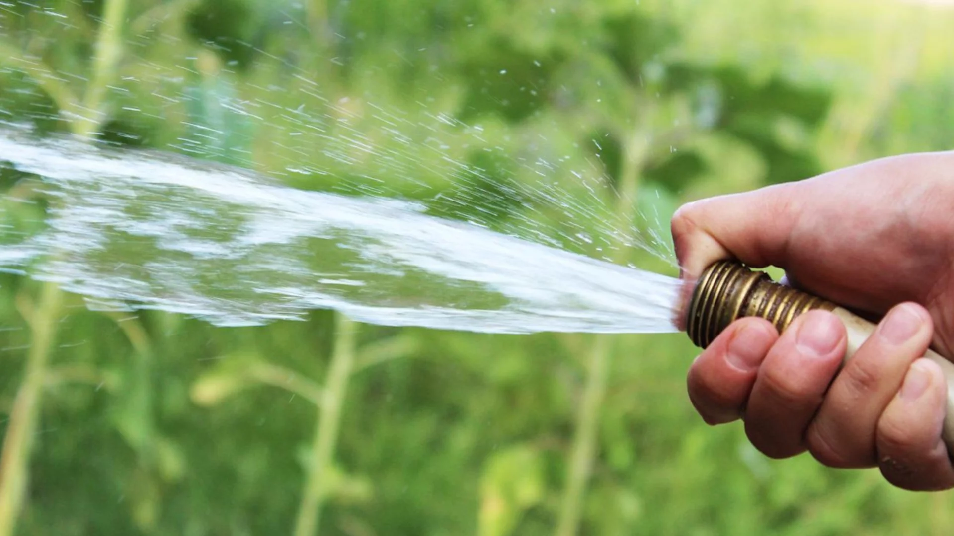 Какви са разликите между поливане сутрин и вечер в градината