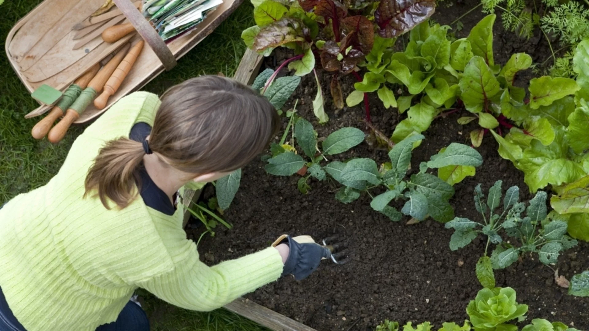 Ето това е най-добрият азотен тор за домати, тиквички, ягоди и малини, ще направи чудеса с реколтата