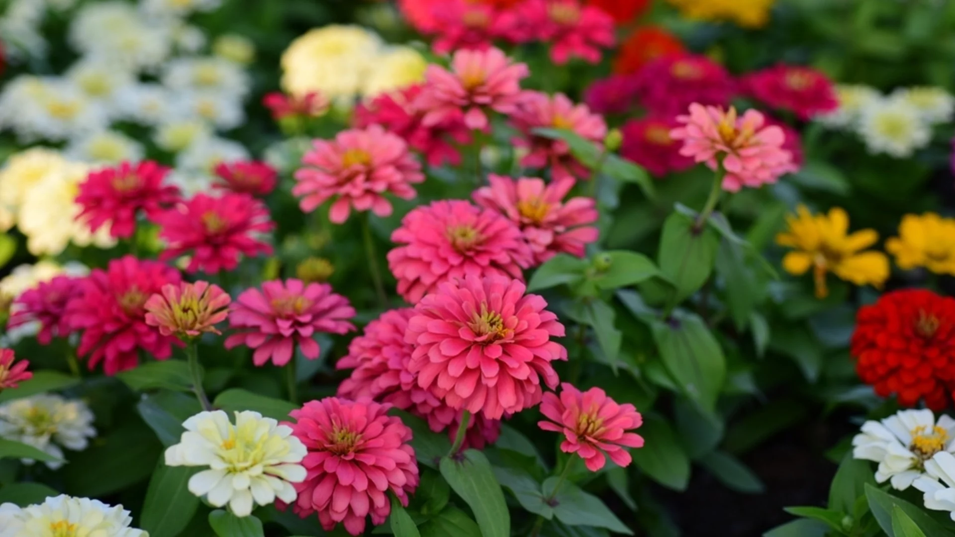 Кога да сеем цинии? Правилното време и техника ще осигурят истински цветен килим!