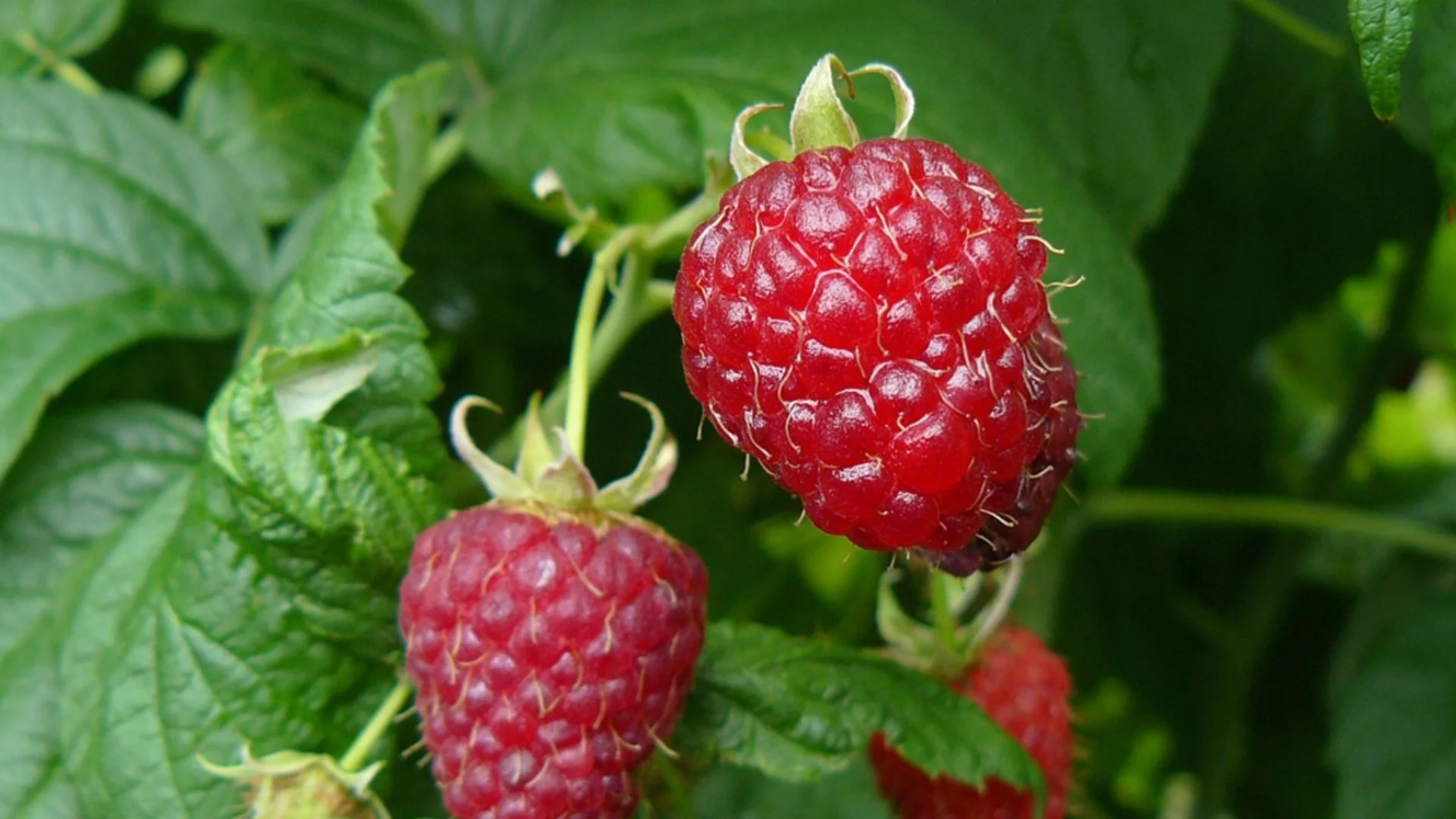 НЕ засаждайте малини до това растение -няма да има реколта и храстите ще изсъхнат