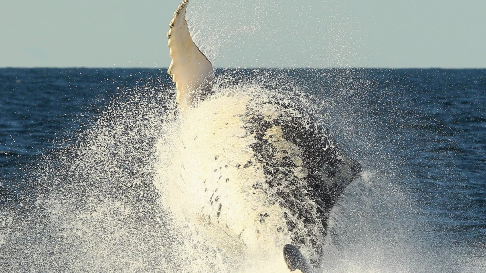 Учени: Това животно живее повече от 2 века и почти не остарява