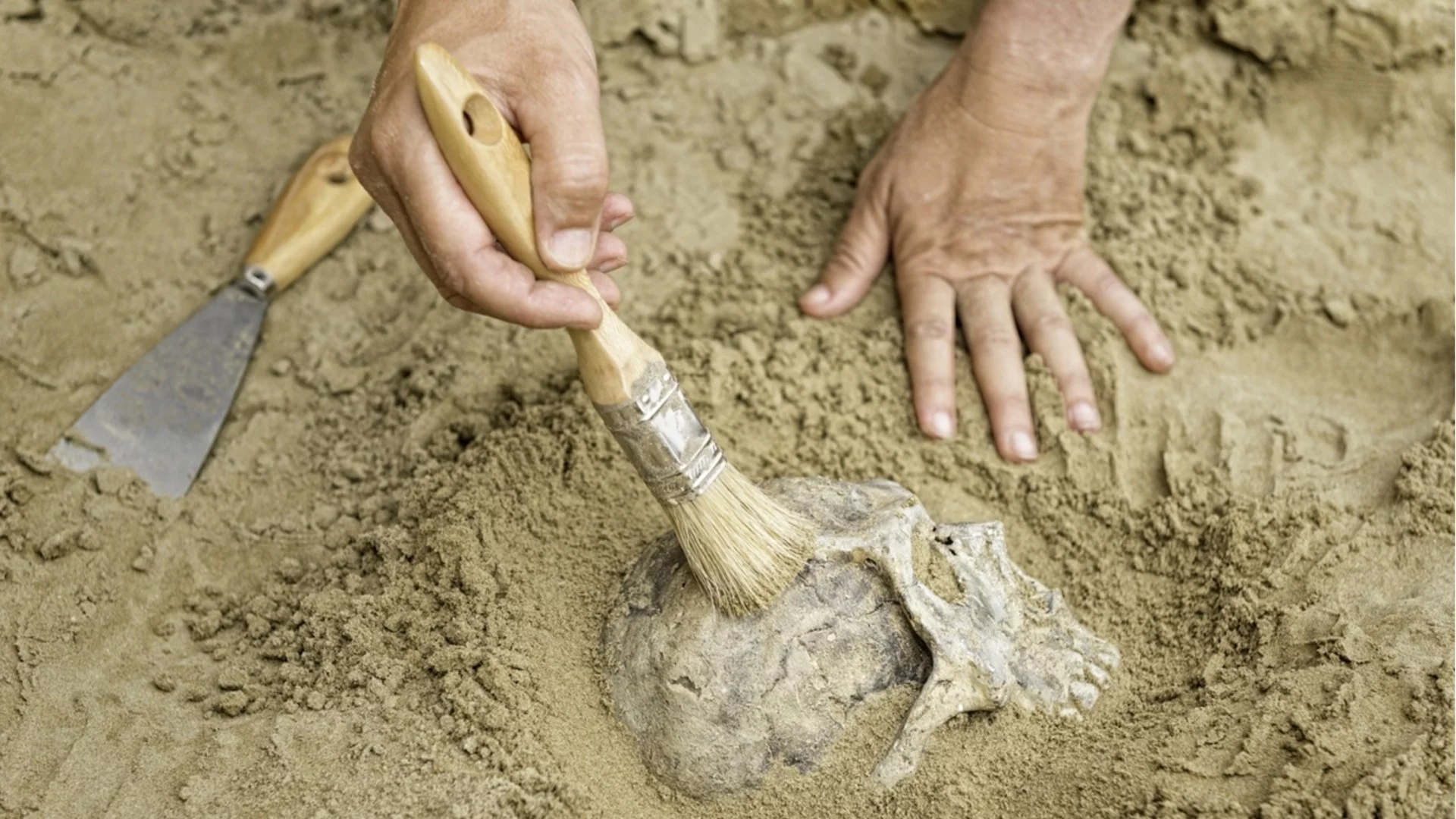 Най-старият предшественик на човека е живял в България: Германска медия с новина за сензационна находка