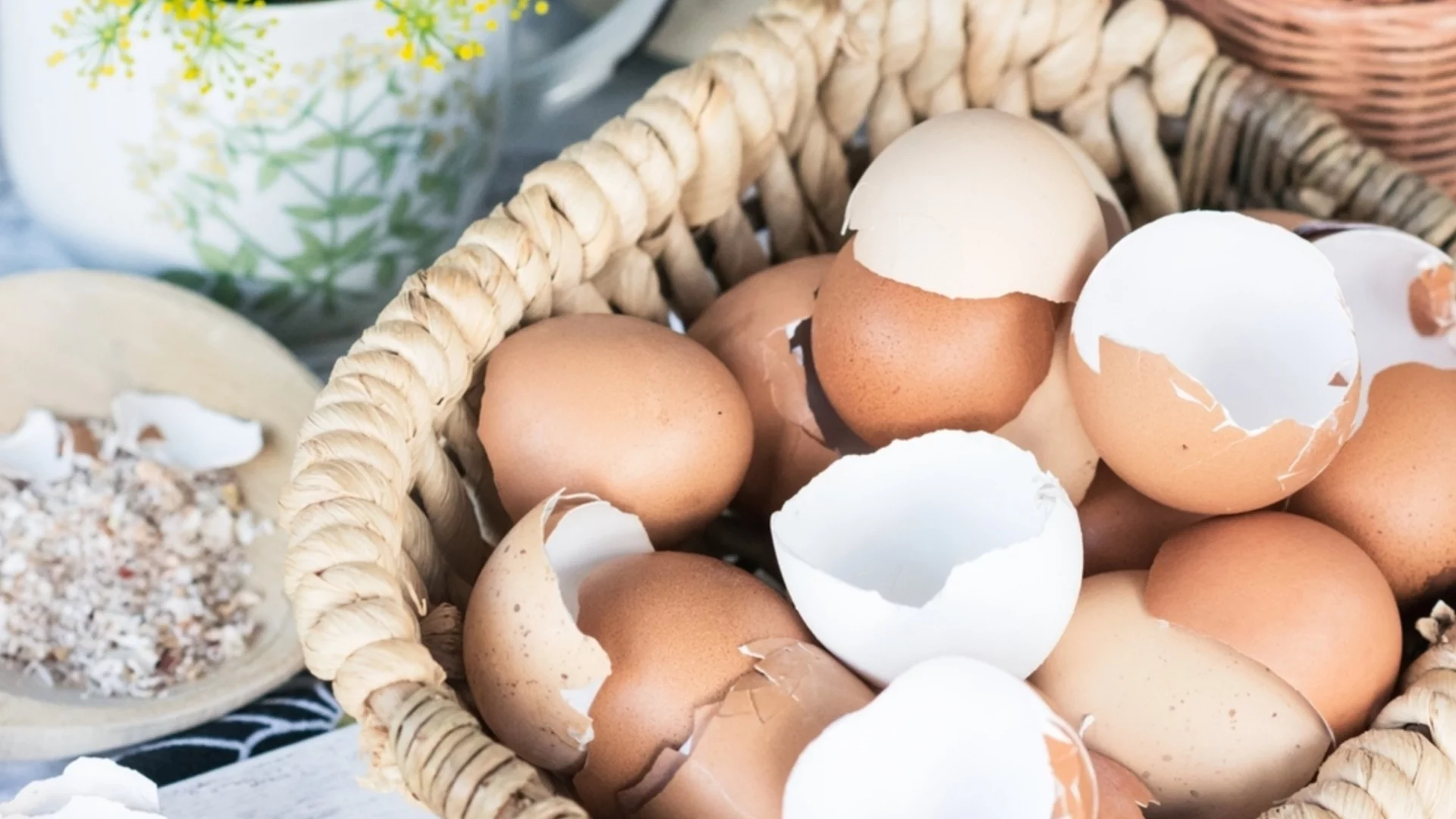 Преди да наторите градината с черупки от яйца, не пропускайте тази важна стъпка