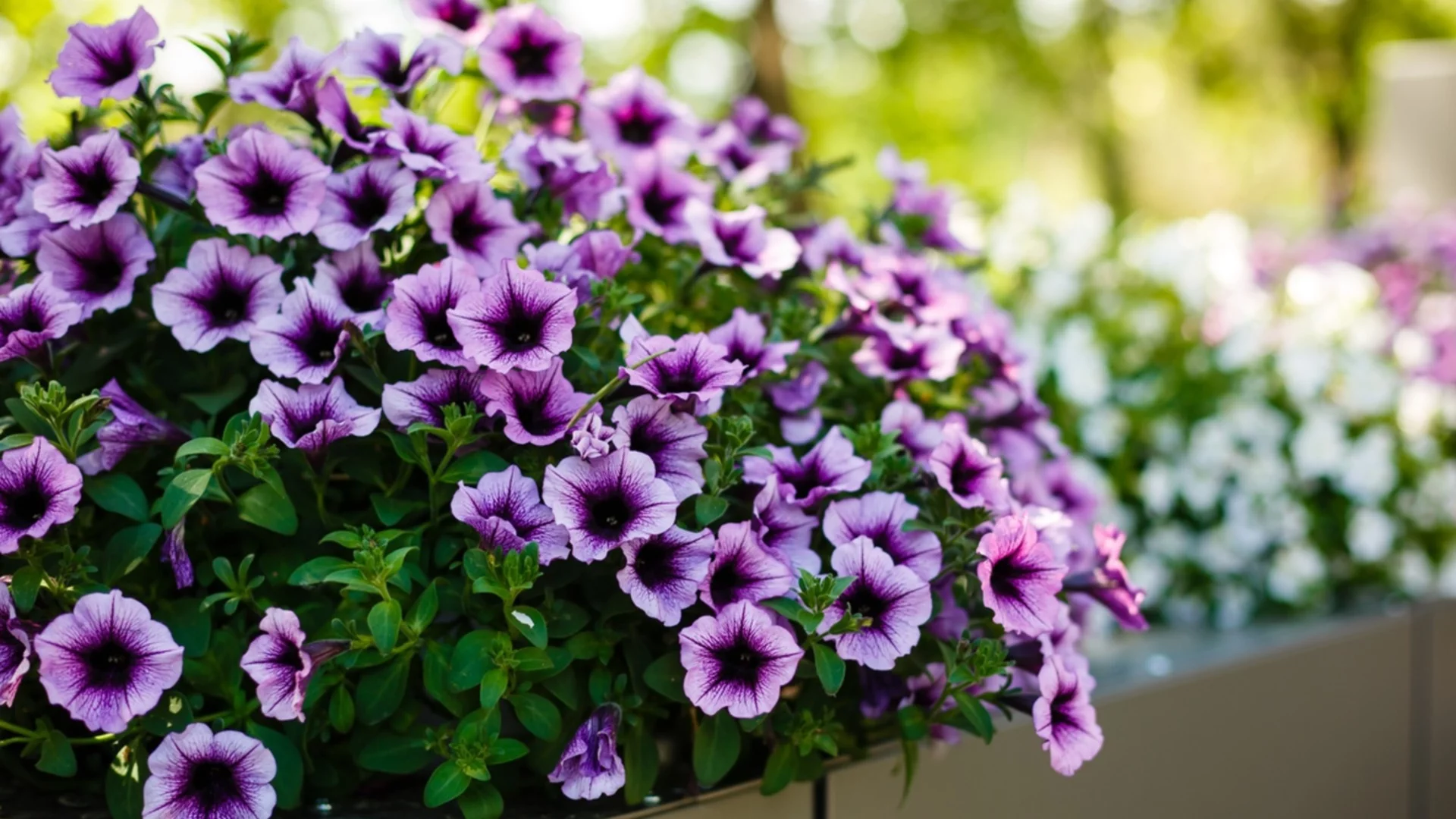 Никога не засаждайте тези цветя през март: Те ще изгният след 2 седмици, а продавачите го крият.