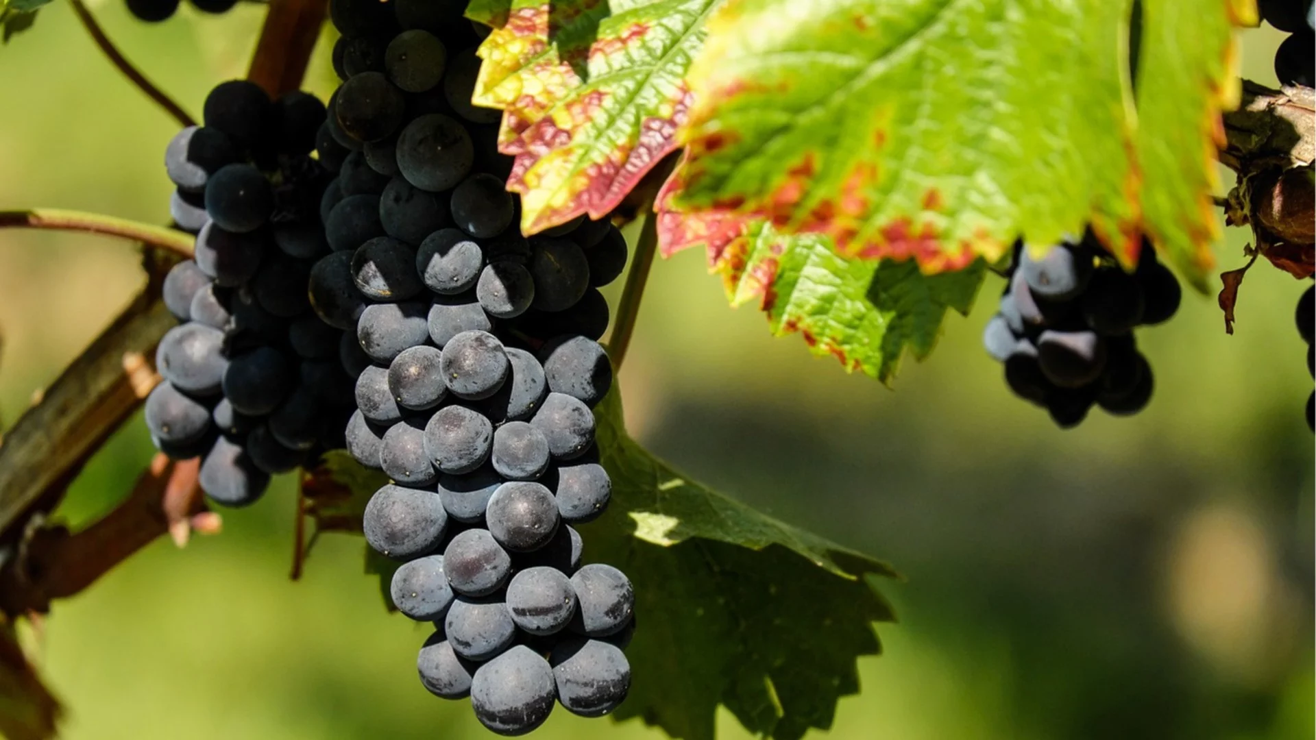 20 хектара лозя под карантина заради опасна болест