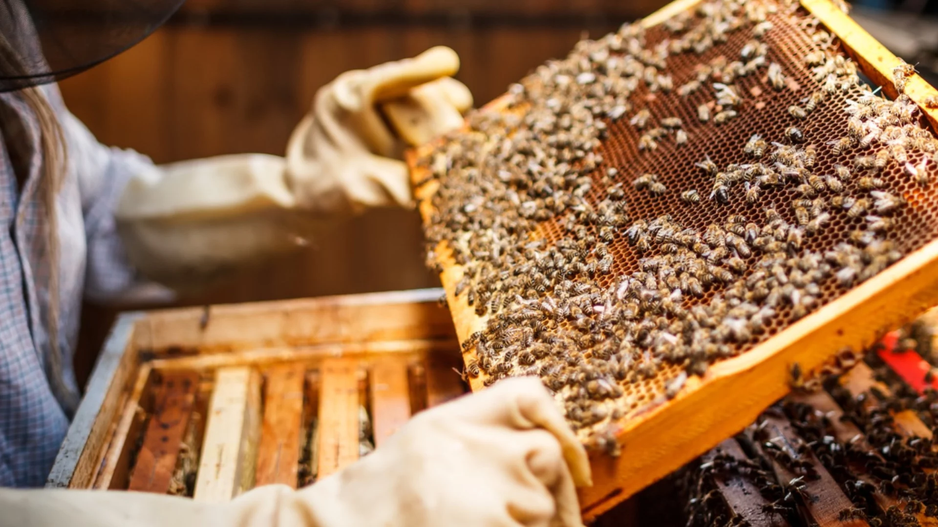 Страх от фотоволтаичен парк: Опасения, че българско село ще стане частно и медът му ще изчезне (ВИДЕО)