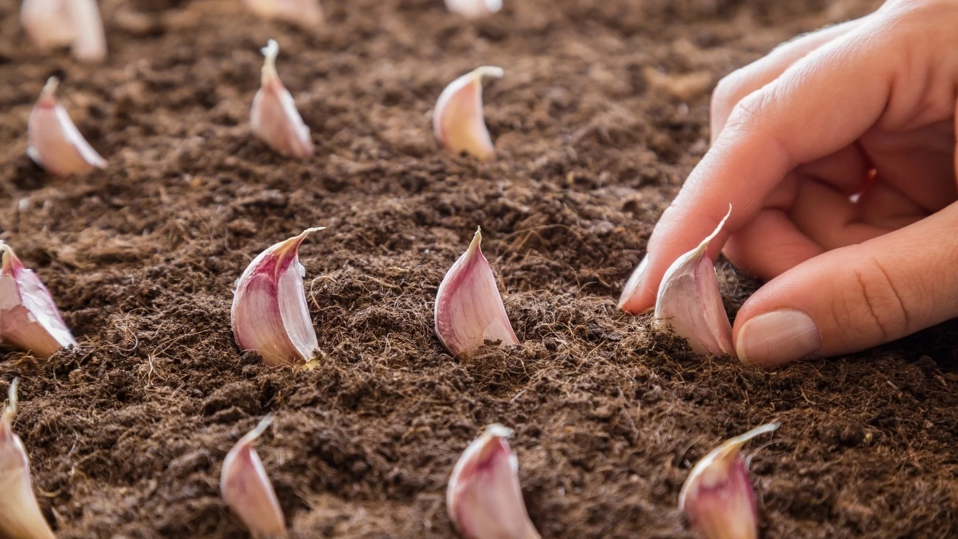 Какви са разликите между пролетно и есенно засаждане на чесън