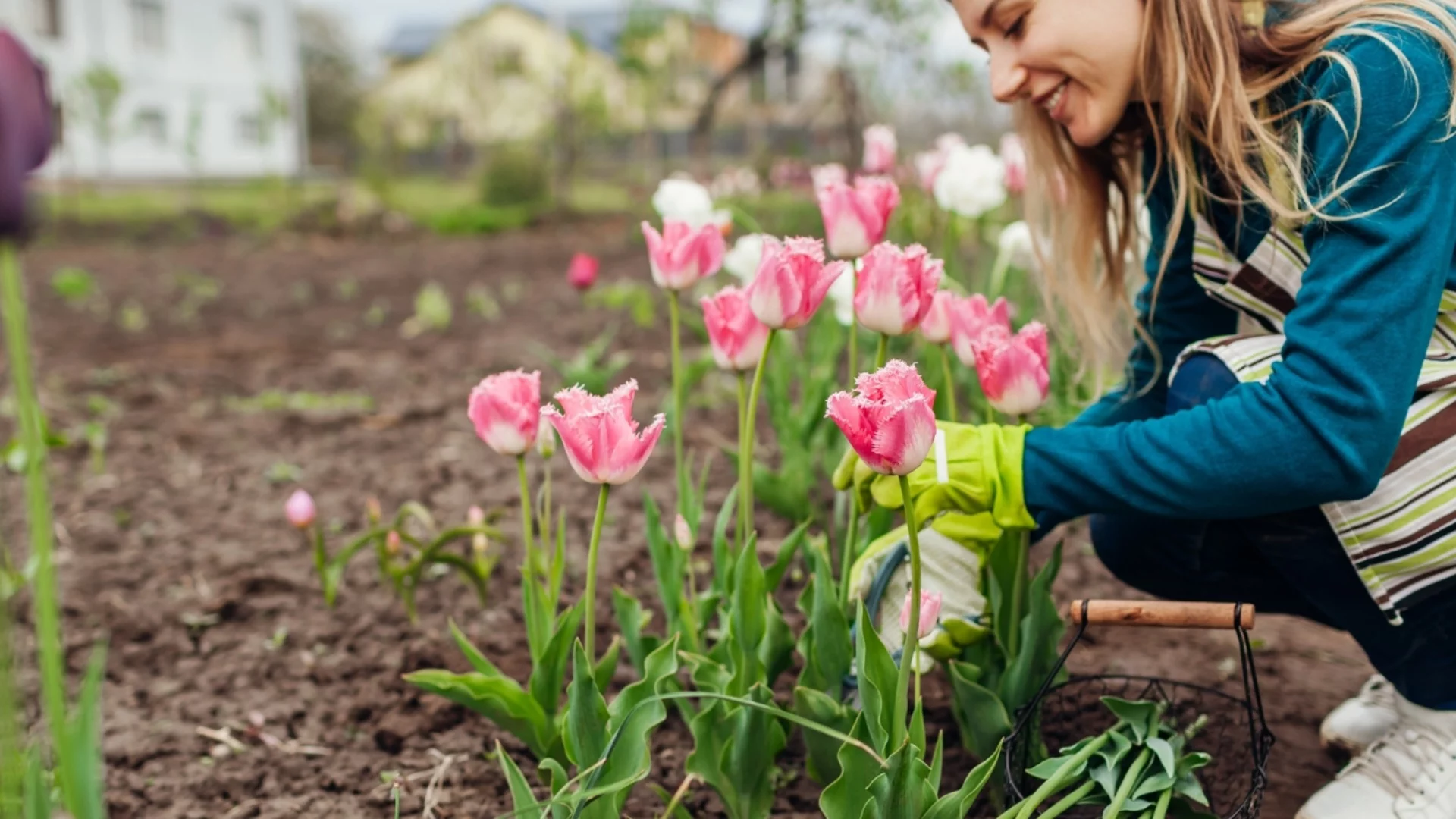 Може ли да се засаждат лалета през пролетта?