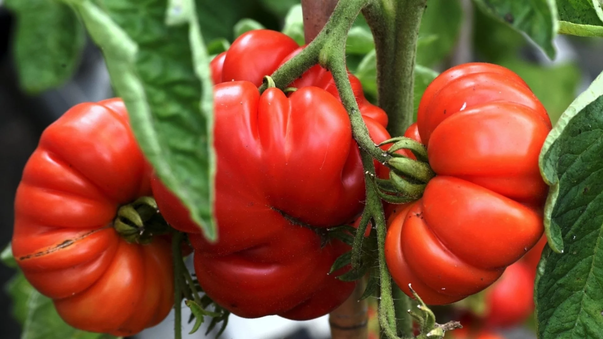 Детерминантни срещу неопределени домати: Как да изберете правилния сорт за вашата градина /